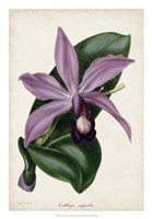 Framed Plum Orchid