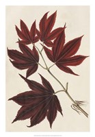 Framed Japanese Maple Leaves III