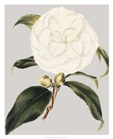 Framed Camellia Japonica I
