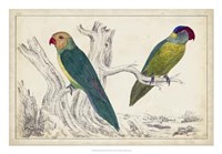 Framed Parrot Pair II
