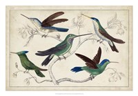 Framed Hummingbird Gathering I