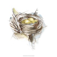 Framed Bird Nest Study III