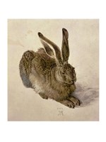 Framed Young Hare, c.1502