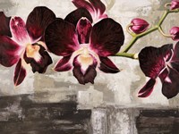 Framed Velvet Orchids