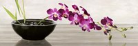 Framed Orchid Arrangement