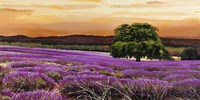 Framed Campo di Lavanda