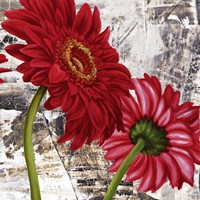 Framed Red Gerberas III