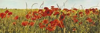 Framed Poppy Field