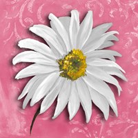 Framed Blooming Daisy III