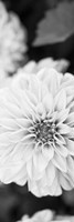 Framed White Bloom II