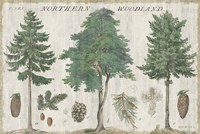 Framed Woodland Chart I