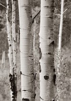 Framed Aspens II