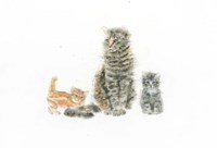 Framed Cat and Kittens