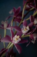 Framed Dark Orchid III