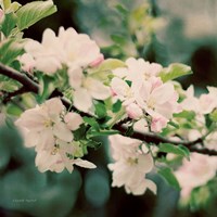 Framed Apple Blossoms I