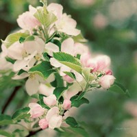 Framed Apple Blossoms II