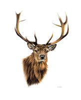 Framed Stag White Background