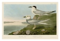 Framed Havell's Tern & Trudeau's Tern