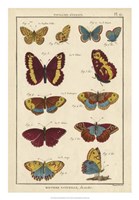 Framed Histoire Naturelle Butterflies IV