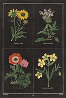 Framed Botanical on Black Chart II