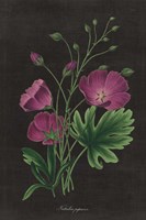 Framed Botanical on Black Chart XIII