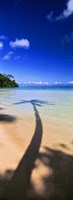 Framed Palm Tree Shadow, Tahiti, French Polynesia