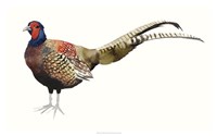 Framed Watercolor Pheasant II