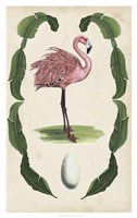 Framed Antiquarian Menagerie - Flamingo I
