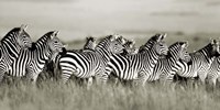 Framed Grant's Zebra, Masai Mara, Kenya