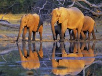 Framed African Elephants, Okavango, Botswana