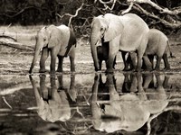 Framed African Elephants, Okavango, Botswana