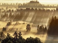 Framed Fog Impression At Sindelbachfilz, Bavaria, Germany