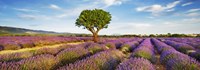 Framed Lavender Field And Almond Tree, Provence, France