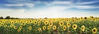 Framed Sunflower Field, Plateau Valensole, Provence, France