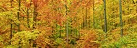 Framed Beech Forest in Autumn, Kassel, Germany
