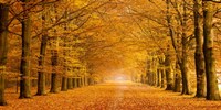 Framed Woods in Autumn