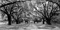 Framed Avenue of Oaks, South Carolina