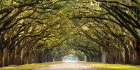 Framed Path Lined with Oak Trees