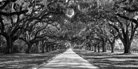 Framed Tree Lined Plantation Entrance,  South Carolina