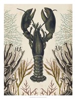 Framed Antiquarian Menagerie - Lobster