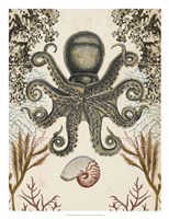 Framed Antiquarian Menagerie - Octopus