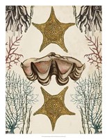 Framed Antiquarian Menagerie - Starfish