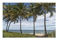 Framed Beach Palms
