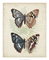 Framed Butterflies & Ferns IV
