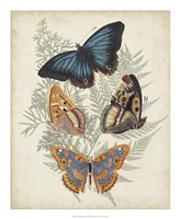 Framed Butterflies & Ferns V
