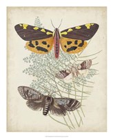 Framed Butterflies & Ferns VI