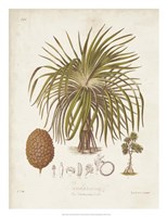 Framed Antique Tropical Palm II