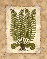 Framed 'Fern 2' border=