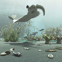 Framed Animals And Floral Life From The Burgess Shale Formation Of The Cambrian Period