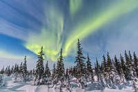 Framed Aurora borealis over the Trees in Churchill, Manitoba, Canada